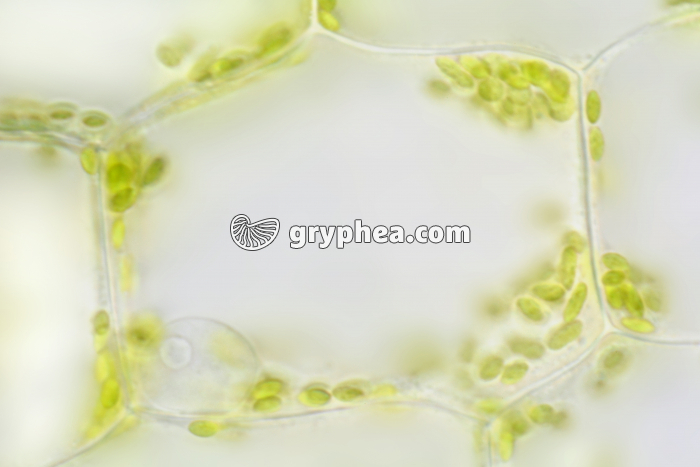 Cellule d'Elodée in vivo x160 - gryphea.org